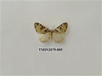 藏品(尺蛾607)的圖片